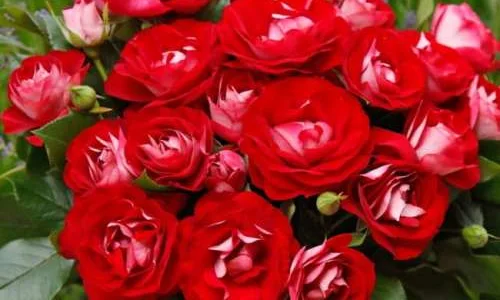 K413 Róża rabatowa RÓŻA JEDNOŚCI®