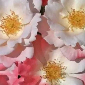 K414 Róża rabatowa ROSEROMANTIC®