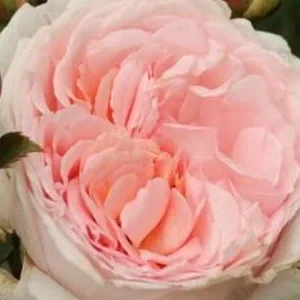 K415 Róża rabatowa MÄRCHENZAUBER®