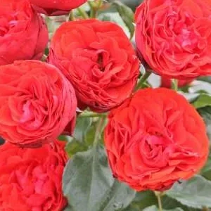 K416 Róża rabatowa HOT ROKOKO®