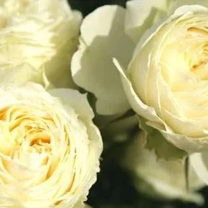 K417 Róża rabatowa LEMON ROKOKO®