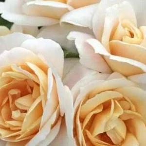 K418 Róża rabatowa LIONS-ROSE®