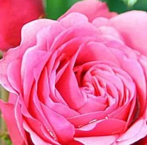 K419 Róża rabatowa MAGIC ROKOKO®