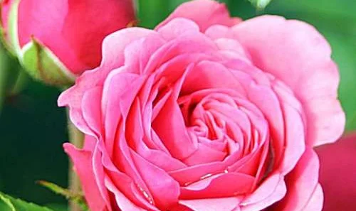 K419 Róża rabatowa MAGIC ROKOKO®