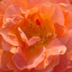 K420 Róża rabatowa PORANNE SŁOŃCE®