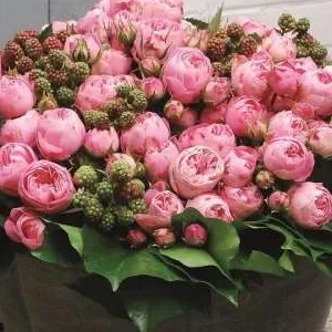 K421 Róża rabatowa BAWIĄCE ROKOKO®