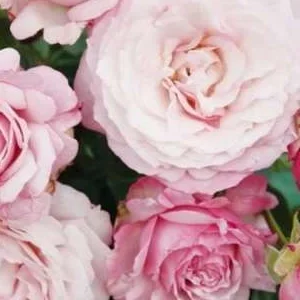 K422 Róża rabatowa KORDES ROSE ROSENFASZINATION®