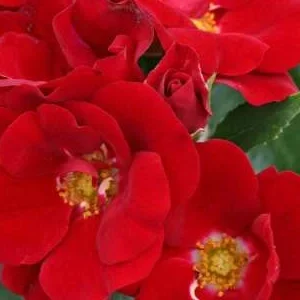 K423 Róża rabatowa MARONDO®