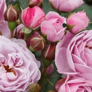 K424 Róża rabatowa NAUTICA®