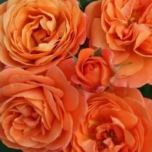 K425 Róża rabatowa PHOENIX®