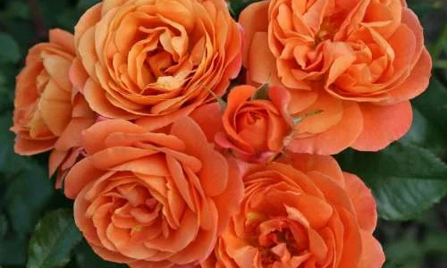 K425 Róża rabatowa PHOENIX®