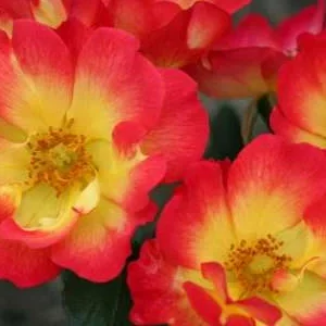 K426 Róża rabatowa SUMMER OF LOVE®