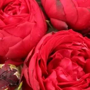 K427 Róża rabatowa TILL EULENSPIEGEL®