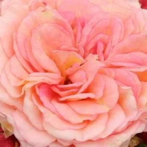 K428 Róża rabatowa AMARETTO®