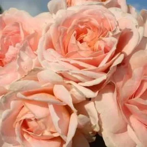 K429 Róża rabatowa CREMOSA®