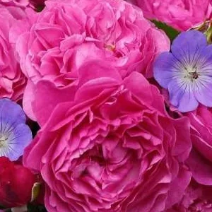 K430 Róża rabatowa Kaffe Fassett Rose®