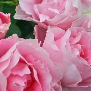 K431 Róża rabatowa POETRY®