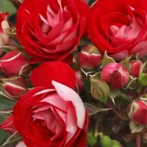 K432 Róża rabatowa Różowa Ziemianka®