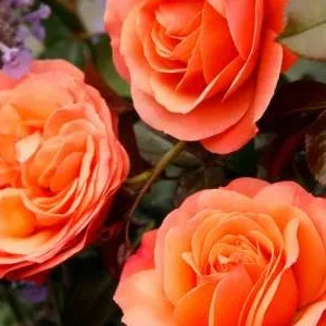 K433 Róża rabatowa CORAL LIONS-ROSE®