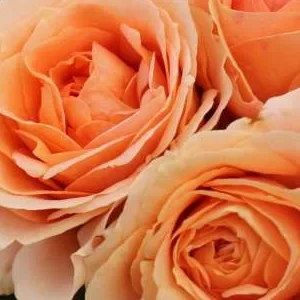 K434 Róża rabatowa IMPALA®