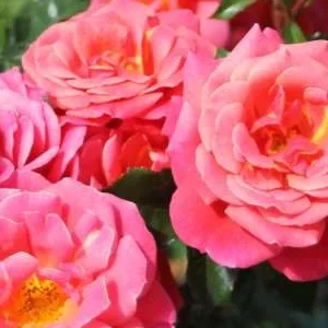 K436 Róża rabatowa Melusina