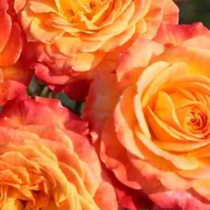 K437 Róża rabatowa METEOR®