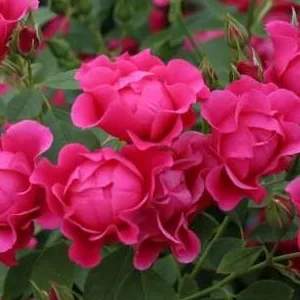 K438 Róża rabatowa PINK FOREST ROSE®