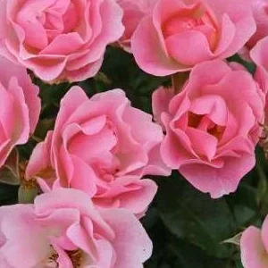 K439 Róża rabatowa ROSELINA®