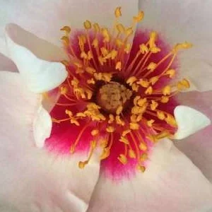 K441 Róża rabatowa ZOBACZYMY SIĘ NA CZERWONO®