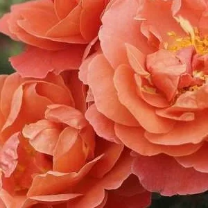 K442 Róża rabatowa Teodor Fontane®