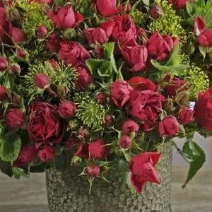 K443 Róża rabatowa MANORA®