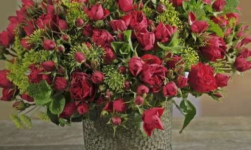 K443 Róża rabatowa MANORA®