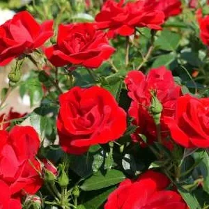 K444 Cayenne® (Róża rabatowa)