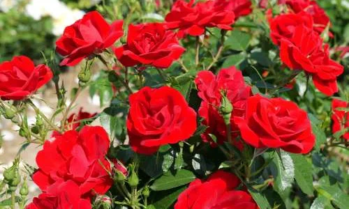 K444 Cayenne® (Róża rabatowa)