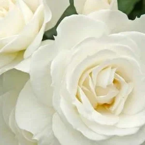 K445 Róża rabatowa BABY SCHNEEWITTCHEN®