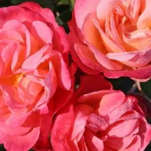 K446 Róża rabatowa ENJOY®