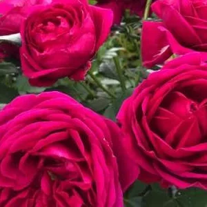 K447 Róża rabatowa FUR ELISE®