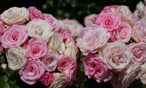 K448 Róża rabatowa XENIA®