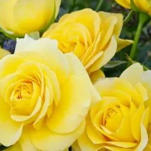 K449 Róża rabatowa SUNMAID®