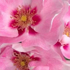 K450 Róża rabatowa DO ZOBACZENIA W RÓŻACH®