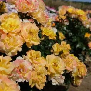 K451 Róża rabatowa UŚMIECHY SŁOŃCA®