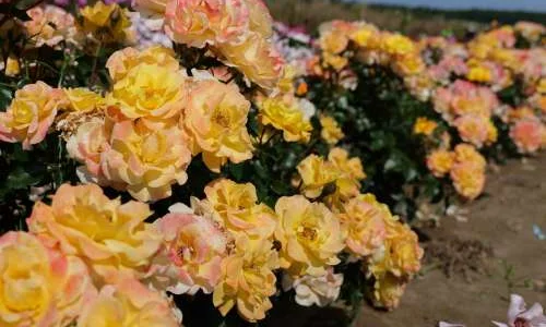 K451 Róża rabatowa UŚMIECHY SŁOŃCA®