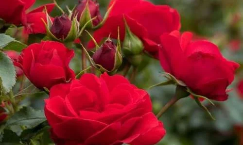 K452 Róża rabatowa PEPINO