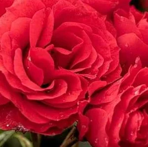 K453 Róża rabatowa ARIFA®