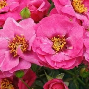 K454 Róża rabatowa ORIENTA® DJAMILA