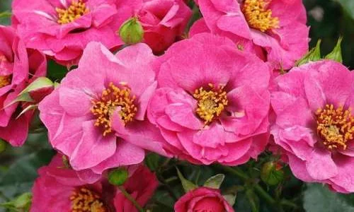 K454 Róża rabatowa ORIENTA® DJAMILA