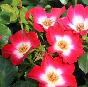 K455 Róża rabatowa LOKI®