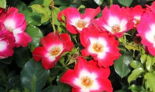 K455 Róża rabatowa LOKI®