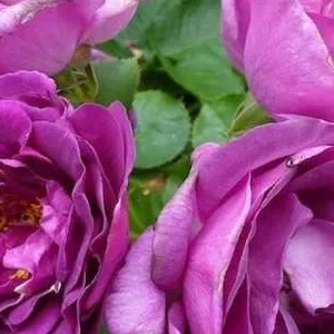 K457 Róża rabatowa Minerva