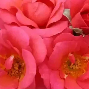 K458 Róża rabatowa FLAMINGO®